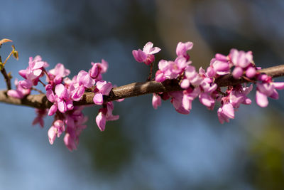 Close-up of pink cherry blossom