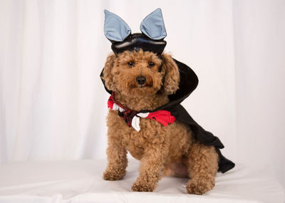 Portrait of dog wearing hat