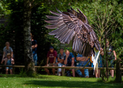 Eagle flying against trees