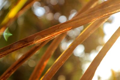 Close-up of leaf against blurred background