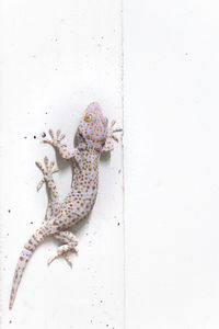 High angle view of lizard