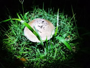 High angle view of mushroom growing on field