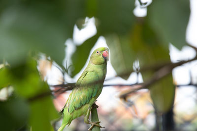 Close-up of parrot perching on branch