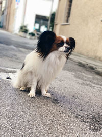 Portrait of dog standing on road