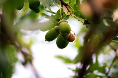Low angle view of fruits growing on tree