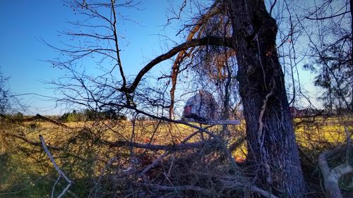 Bare trees on landscape against sky