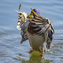 Close-up of birds in lake