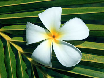 Close-up of white frangipani on plant