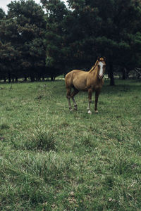 Horses in a field