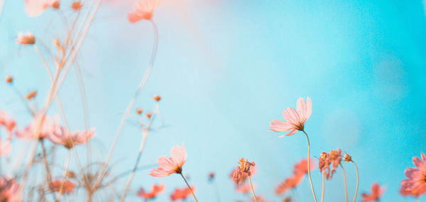 Low angle view of flowering plants against blue sky