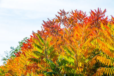 Low angle view of maple tree against sky