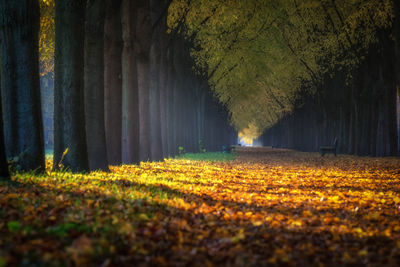 Sunlight falling on autumn leaves in forest