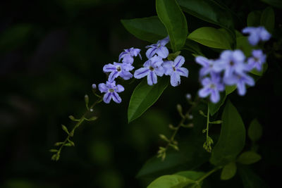 Close-up of purple flowering plant