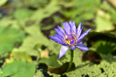 Close-up of purple flowering plant