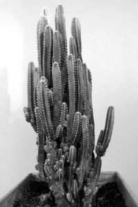 Close-up of cactus