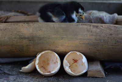 Side view of baby chicken on wood by eggshell