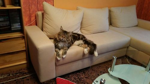 Cat resting on tiled floor