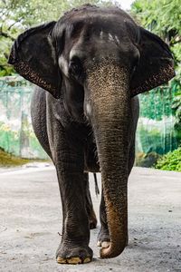 Close-up of elephant standing outdoors