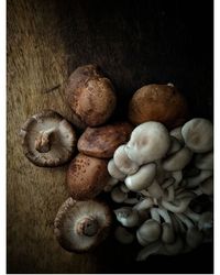 Close-up of mushrooms