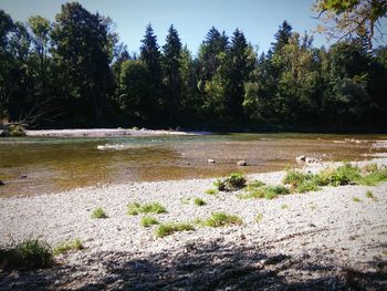 River flowing through forest