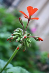 Close-up of red flowering plant