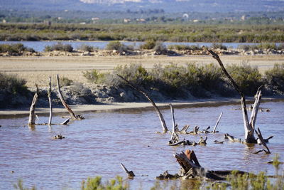 View of birds in lake