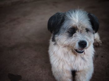 High angle portrait of dog sticking out tongue outdoors