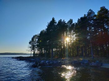 Trees by sea against clear sky during sunset