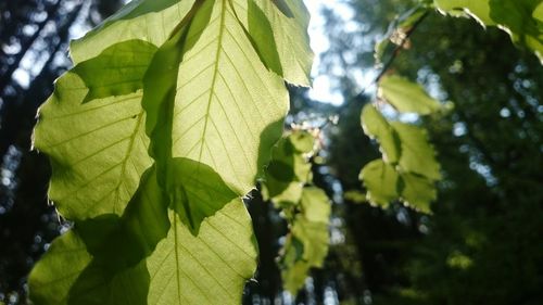 Close-up of leaves