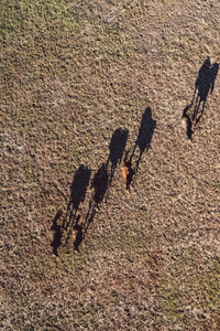 High angle view of shadow on field