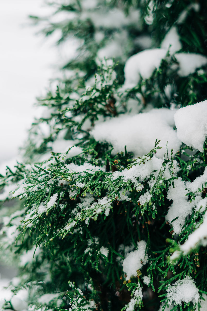 CLOSE-UP OF SNOW ON TREE