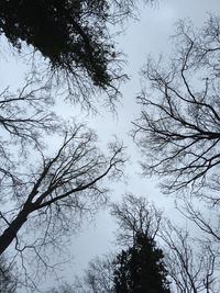 Low angle view of bare trees against sky