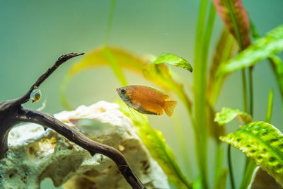 Honey gourami trichogaster chuna tropical aquarium fish in fish tank. colorfull male fish. 