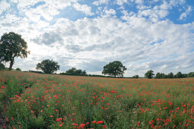 Scenic view of flowering trees on field against sky