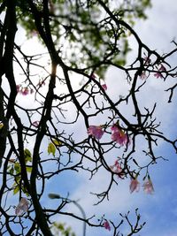 Low angle view of cherry blossoms against sky