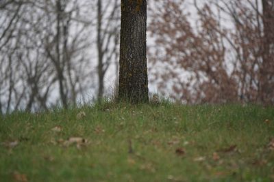 Surface level of trees on field