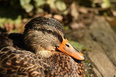 Close-up of a bird