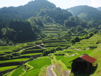 High angle view of agricultural field