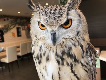 Close-up portrait of owl