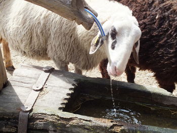 View of sheep drinking water