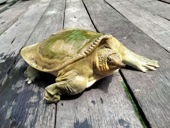 Borneo forest tortoise 