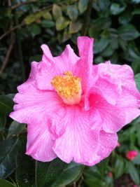 Close-up of pink rose