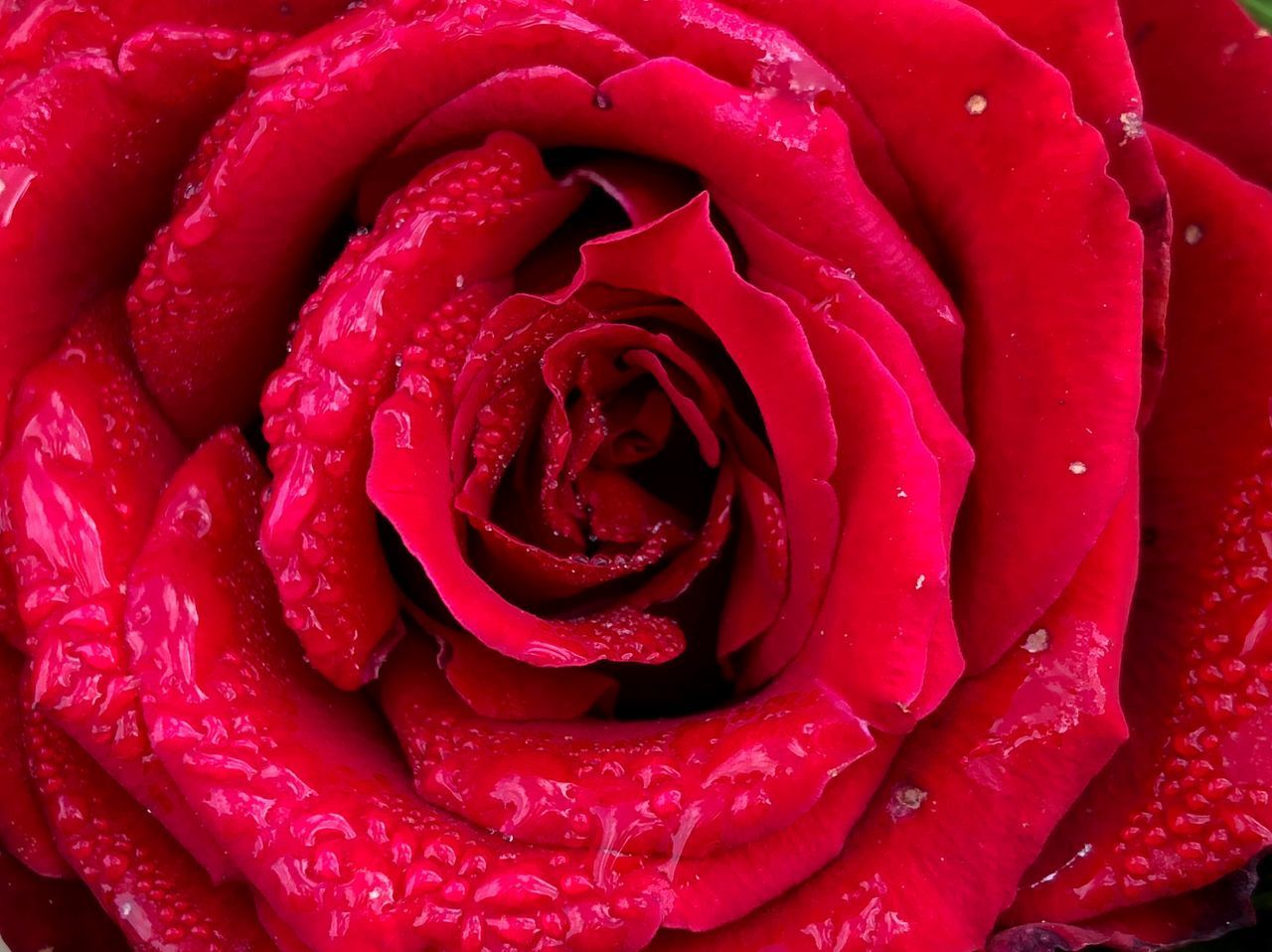 CLOSE-UP OF WET ROSE