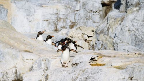 View of birds perching on rock
