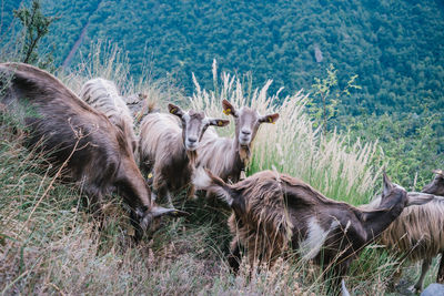 Horses in a grass