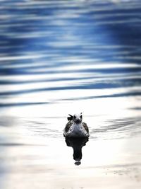 View of horse in lake