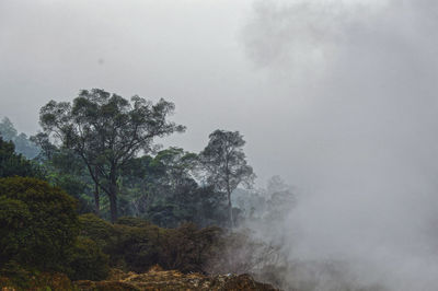 Trees in forest against sky