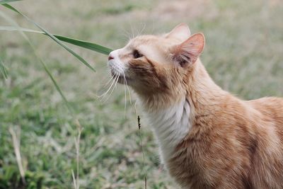 Close-up of a cat looking away