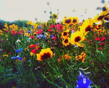 Close-up of colorful flowers in field