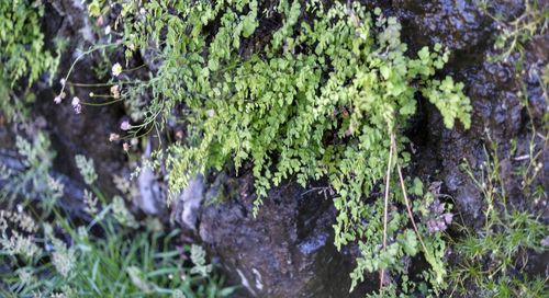 High angle view of moss growing on tree trunk